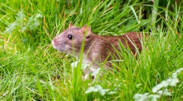 brown rat in grassy field