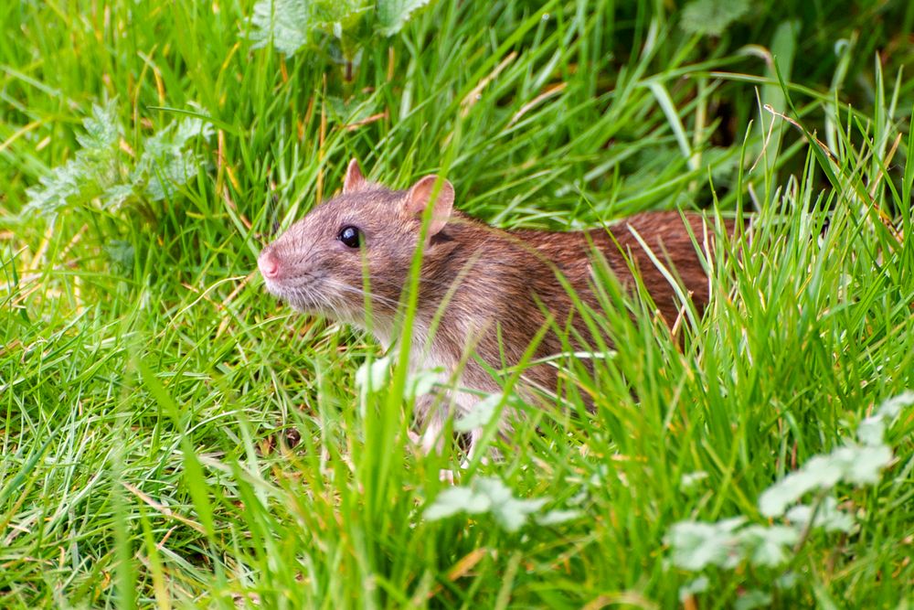 brown rat in grassy field
