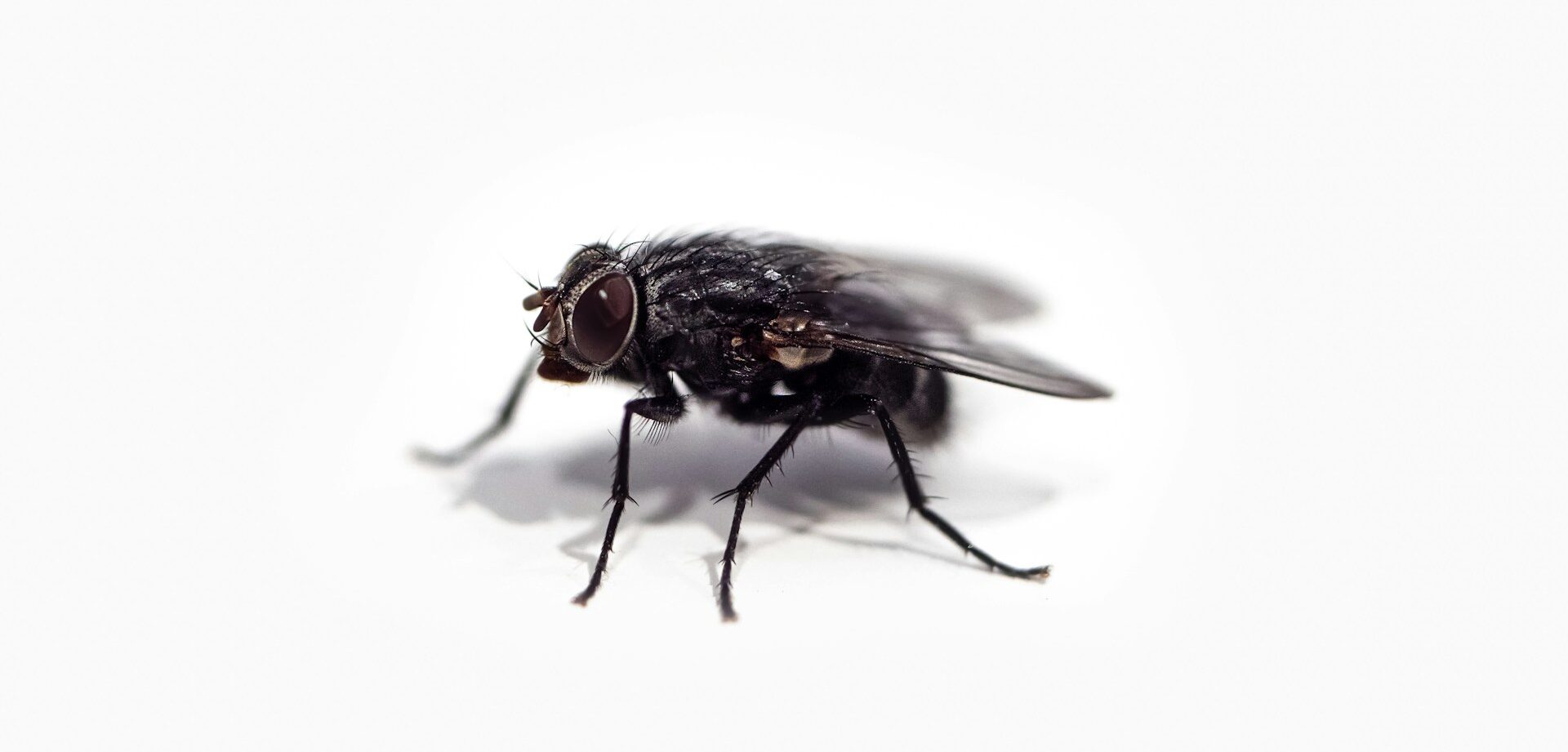 fly
