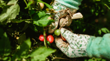 garden gloves with ripe tomatoes
