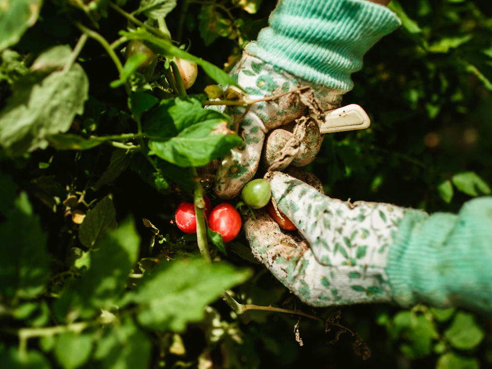 garden gloves with ripe tomatoes