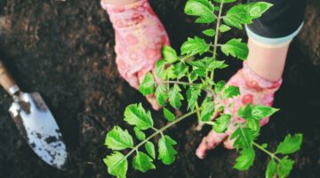 person gardening with pink gardeinng gloves