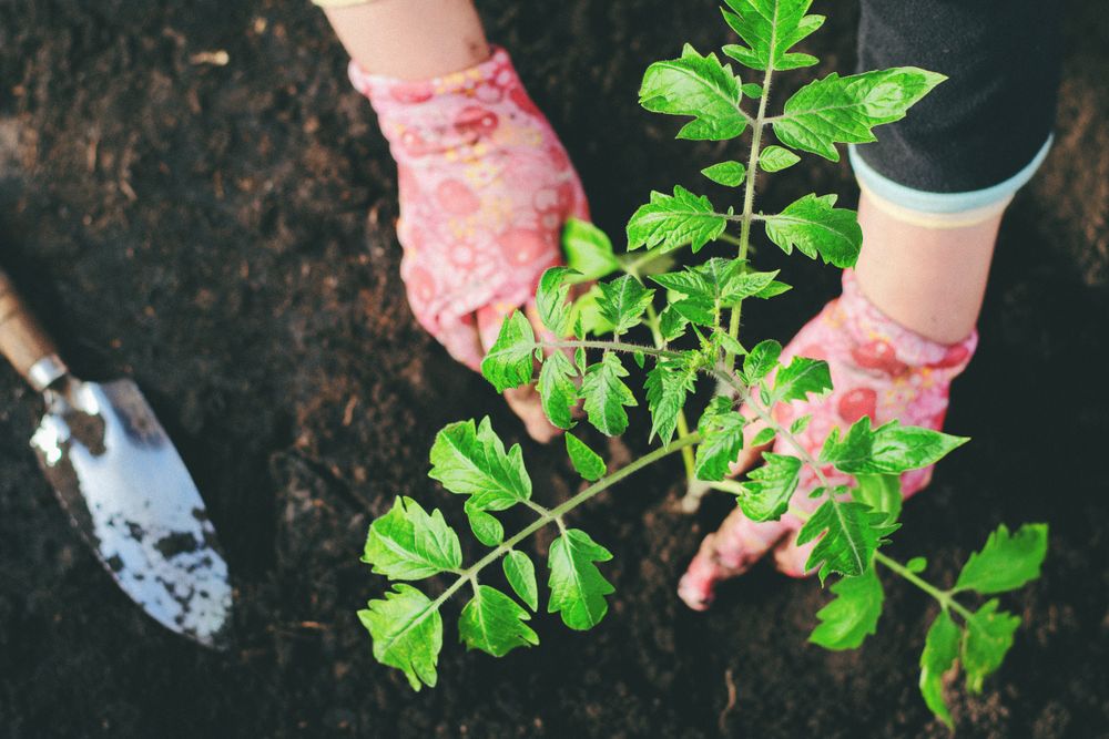 person gardening with pink gardeinng gloves