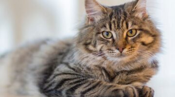 tiger cat