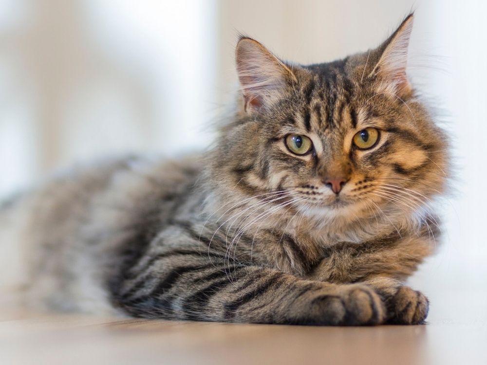 tiger cat